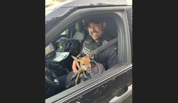 Strathroy-Caradoc Police Service (SCPS) Cst. Aaron Fonville holding one of two newborn fawns following a collision. May 26, 2026. Photo courtesy of SCPS.