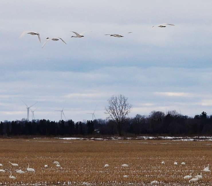 Tundra Swans at the Thedford Bog near the Lambton Heritage Museum - Mar. 6/24 (Photo courtesy of Lambton Shores via X)