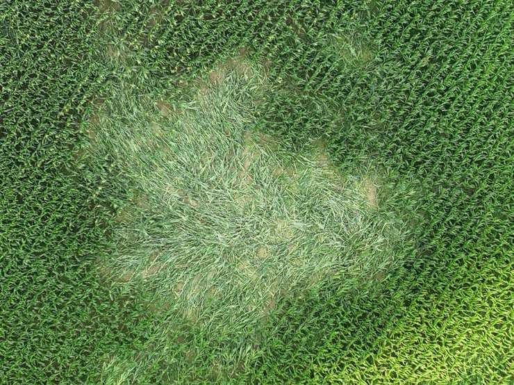 Tornadic swirl patterns in crops north of Mango Lane in Blenheim. July 26, 2023. Photo by Northern Tornadoes Project.