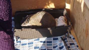 Oil Springs Ollie. February 2, 2016. Photo by Jake Jeffrey (blackburnnews.com)