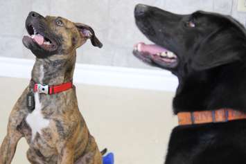 Reno, left, and Jackson, right, were both adopted by Derek at different times after being brought to the Windsor Essex Humane Society malnourished, March 26, 2015. (Photo by Jason Viau)