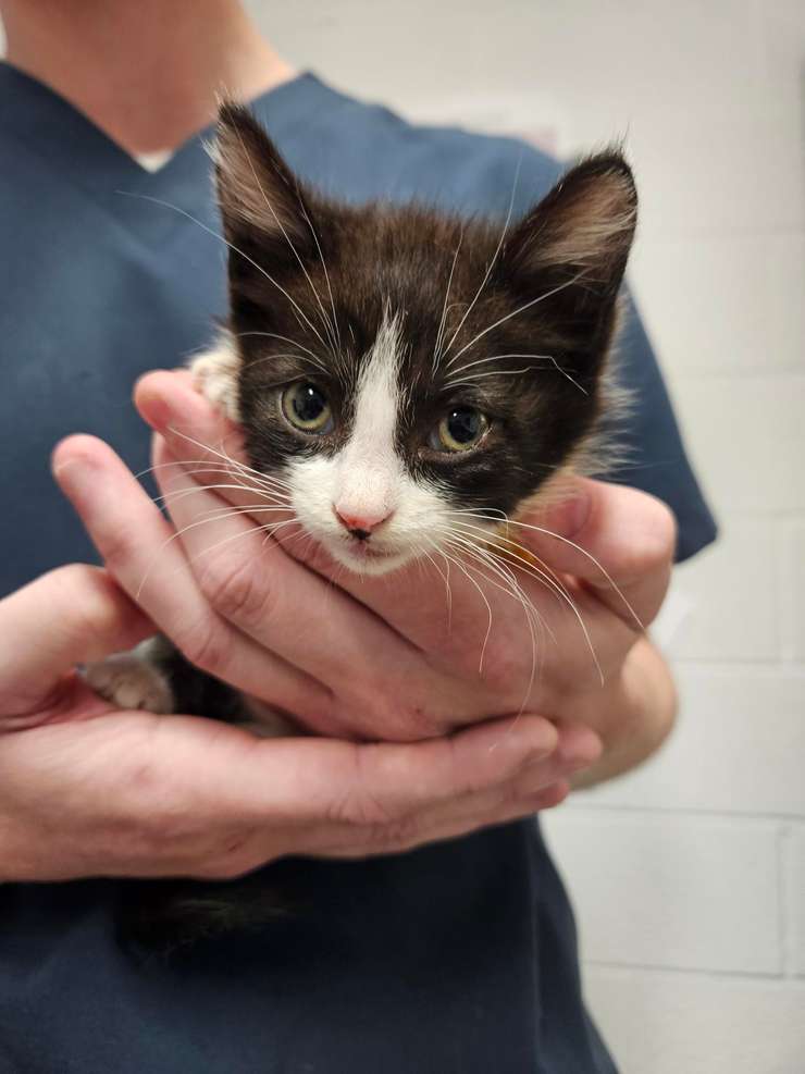 Penny with one of the workers at the Humane Society of Kitchener Waterloo and Stratford Perth. Photo provided.