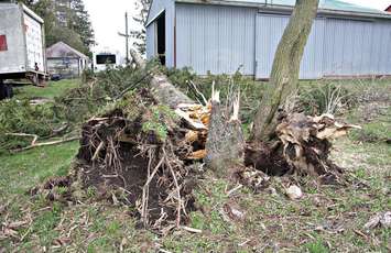 Photo of a tree near Thamesford damaged by a storm on April 11, 2017. Photo courtesy of Harry Schut of FotoSchut Photography. 