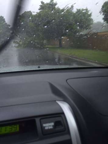 Downed Tree on Charles St. in Point Edward June 5, 2016. Photo submitted by Katie Haywood.