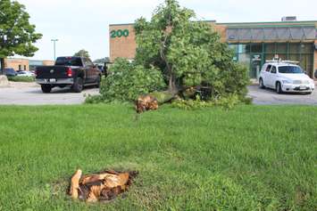 A tree is ripped from the ground near the EC Row Expressway and Central Avenue in Windsor after a tornado hit the area on August 24, 2016. (Photo by Ricardo Veneza)