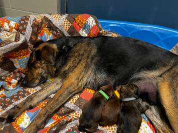 Fundraiser launched for Daisy and her three puppies. Photo from the Humane Society of Kitchener Waterloo Stratford Perth