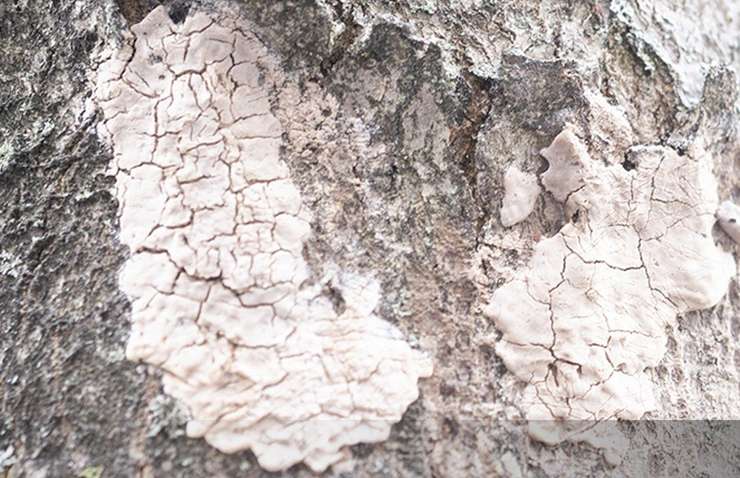 Spotted Lanternfly egg masses (Image from Canadian Food Inspection Agency)