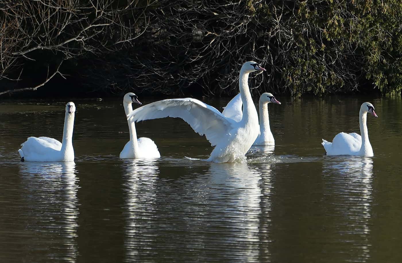 Stratford swans released to little fanfare