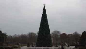The 64ft Christmas Tree in Jackson Park as part of Bright Lights Windsor, courtesy of City of Windsor. 