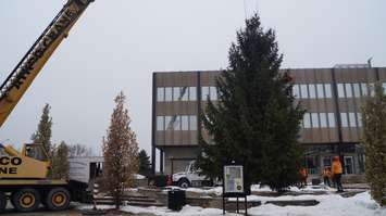 Workers erecting a Christmas tree at Sarnia City Hall. November 19, 2019. (BlackburnNews.com photo by Colin Gowdy)