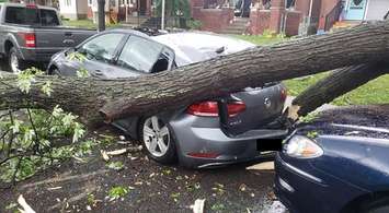 A large tree fell between two cars on Moy Avenue in Windsor causing damage, June 10, 2020. (Photo courtesy of Justin Prince)