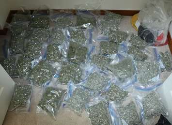 Harvested marijuana seized by Norfolk OPP. Submitted photo. 