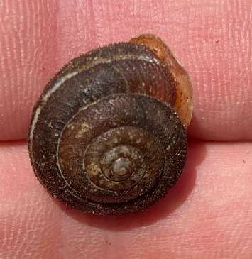 Shagreen snail. Photo courtesy of the Upper Thames River Conservation Authority.