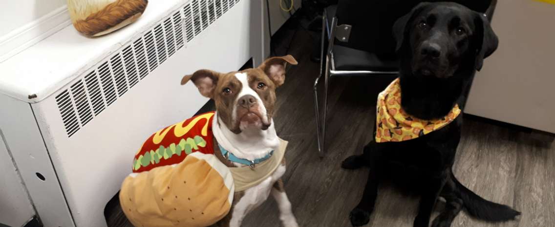 Zelda all dressed up for Halloween as a hot dog. November 8, 2018. (Photo courtesy of P.A.W.S.)