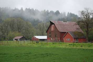 Green pastures and red barns on a misty day. © Can Stock Photo / jgroup