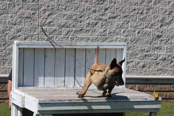 Windsor police dog Hasko is trained in detecting explosives, September 16, 2015. (Photo by Jason Viau)