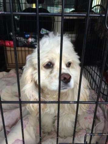 A photo of Deema.  (courtesy of the Windsor-Essex County Humane Society)