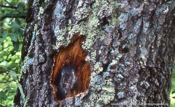 Provided by https://inspection.canada.ca/plant-health/invasive-species/plant-diseases/oak-wilt/eng/1325624048625/1325624535106
