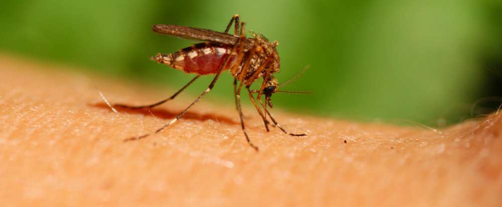 Mosquito traps in north London test positive for West Nile Virus