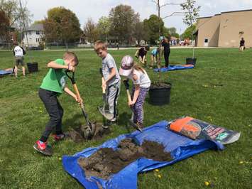 Students at Sarnia's London Road Public School plant trees. May 16, 2019 Photo by Melanie Irwin