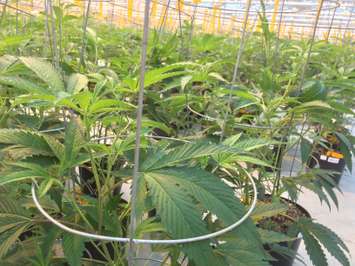 Medical marijuana plants seen at Aphria's Leamington greenhouses on February 19, 2016. (Photo by Ricardo Veneza)