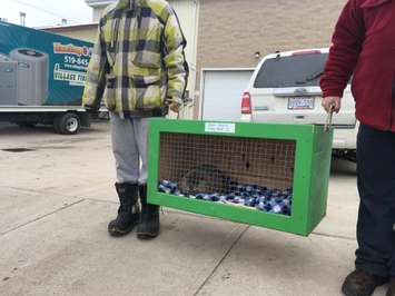 A close-up shot of the furry little weather predictor. February 2, 2018. (Photo by Colin Gowdy, Blackburn News)