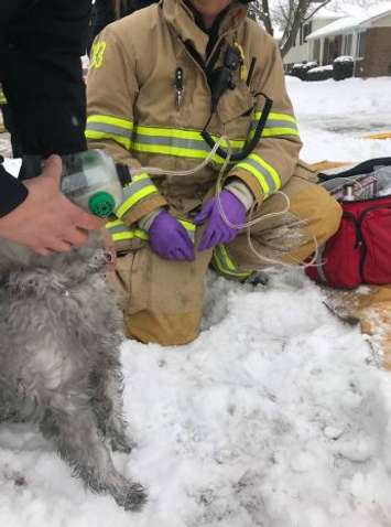 Sarnia Fire and Rescue Saved a Dog From a House Fire - Feb 8/18 (Photo Courtesy of Sarnia Fire Via Twitter)