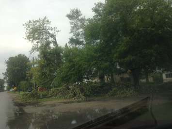Trees are brought down by a storm in Jeanette's Creek on September 3, 2015. (Photo courtesy Amanda Thibodeau)