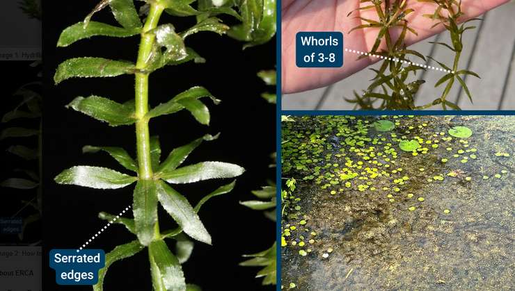 (Photo of Hydrilla courtesy of Robert Videki of Bugwood.org)