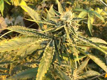 Medical marijuana plants seen at Aphria's Leamington greenhouses on February 19, 2016. (Photo by Ricardo Veneza)