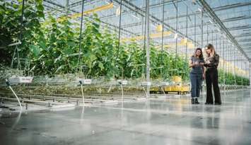 Dr. Haleh Nazemi, co-founder of Anthea Technologies Inc., right, and PhD student Pavithra Munirathinam, from the University of Windsor’s eMinds Lab, conduct agricultural research at JEM Farms in Essex County. Photo courtesy Michael Wilkins/University of Windsor.