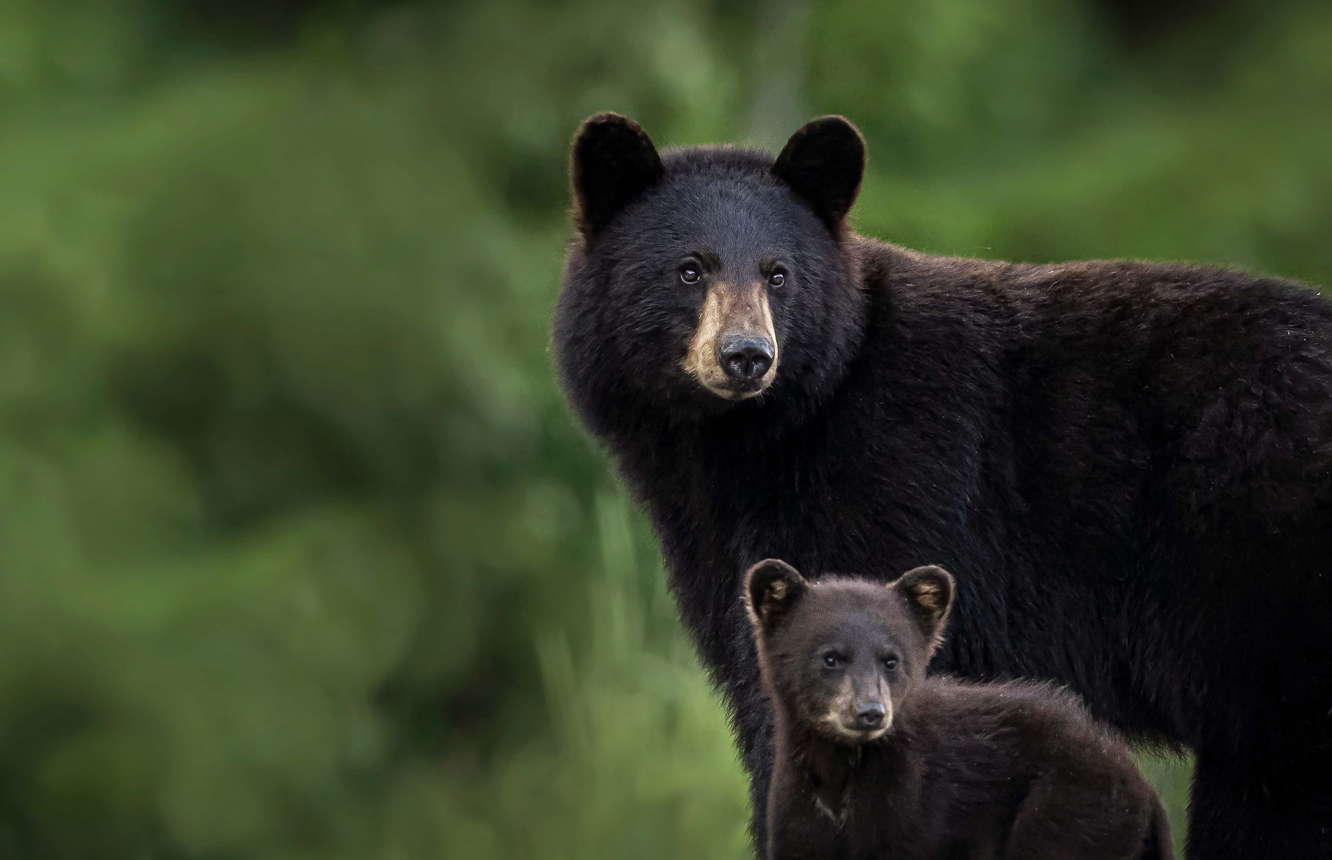 Parks Canada extends closure of Cyprus Lake Campground due to bear activity