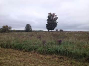 A view of the field from 2015 of what will eventually become a part of the new soccer complex in Walkerton. (BlackburnNews.com stock photo)