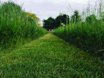 Lark Park mowed by Jason Reynolds (Photo courtesy Jason Reynolds)