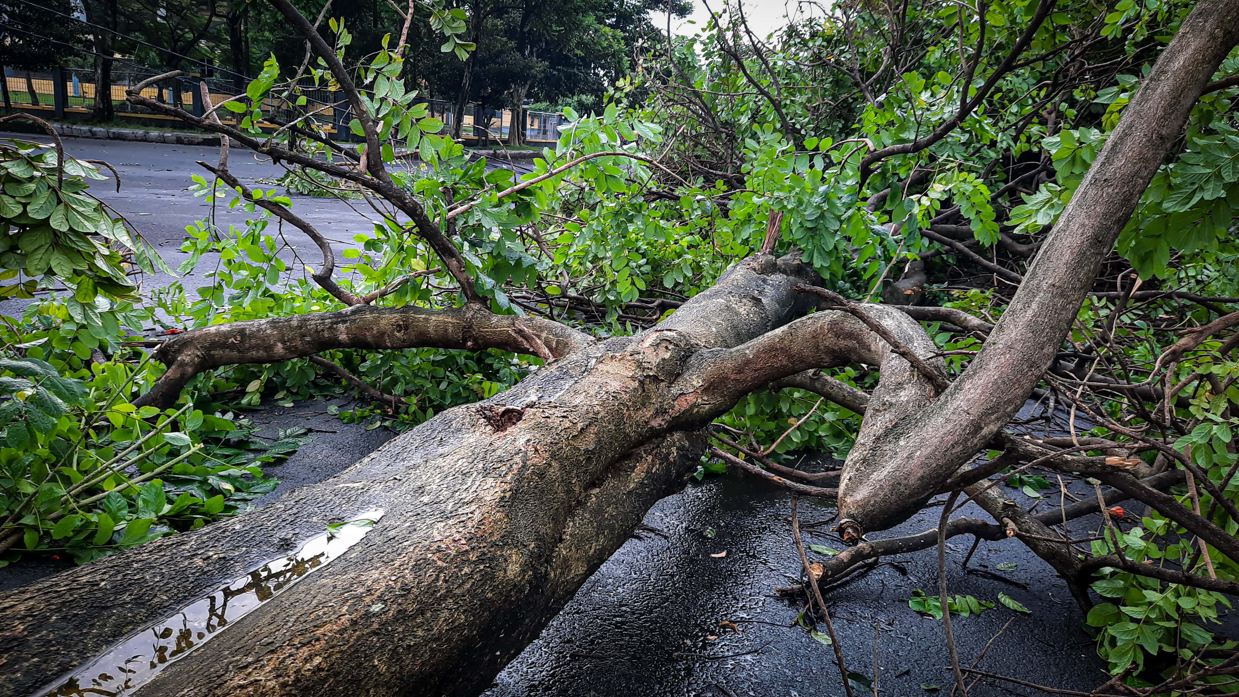 Romney Leaf and Yard Depot opens to help with storm cleanup