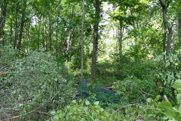 An excavator was driven into the Ojibway Nature Reserve in Windsor. (Photo courtesy Dan A. Ceti via Friends of Save Ojibway Facebook page)