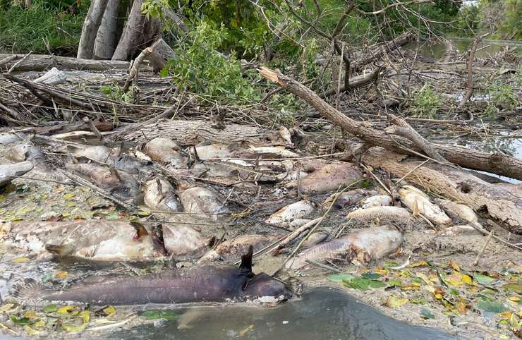 Several dead fish found by woody debris on the Ausable River. July 31, 2023. (Photo courtesy of Jennifer Powell)