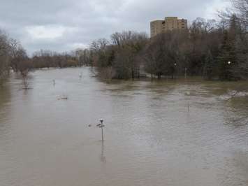 Flooding in Harris Park, February 21, 2018. (Photo by Miranda Chant, Blackburn News) 