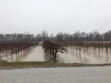 Thamesville flooding. Feb 23, 2018. (Photo by Paul Pedro)