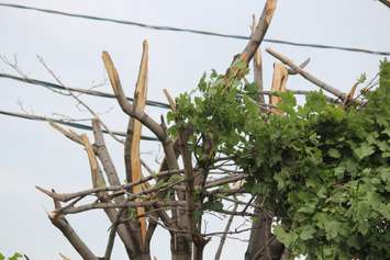 Crews assess and clean up the damage left near the EC Row Expressway and Central Avenue in Windsor on August 25, 2016 after a tornado hit the area. (Photo by Ricardo Veneza)
