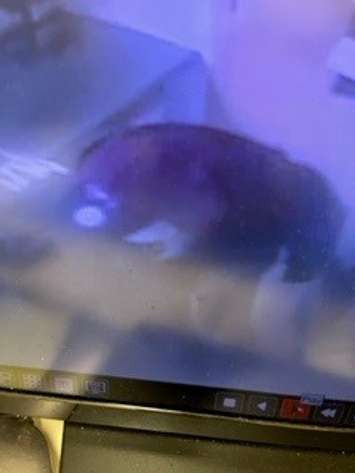 Surveillance photo released by police in connection with a break-in and theft from Tim Horton's in Chatham. (Submitted photo)