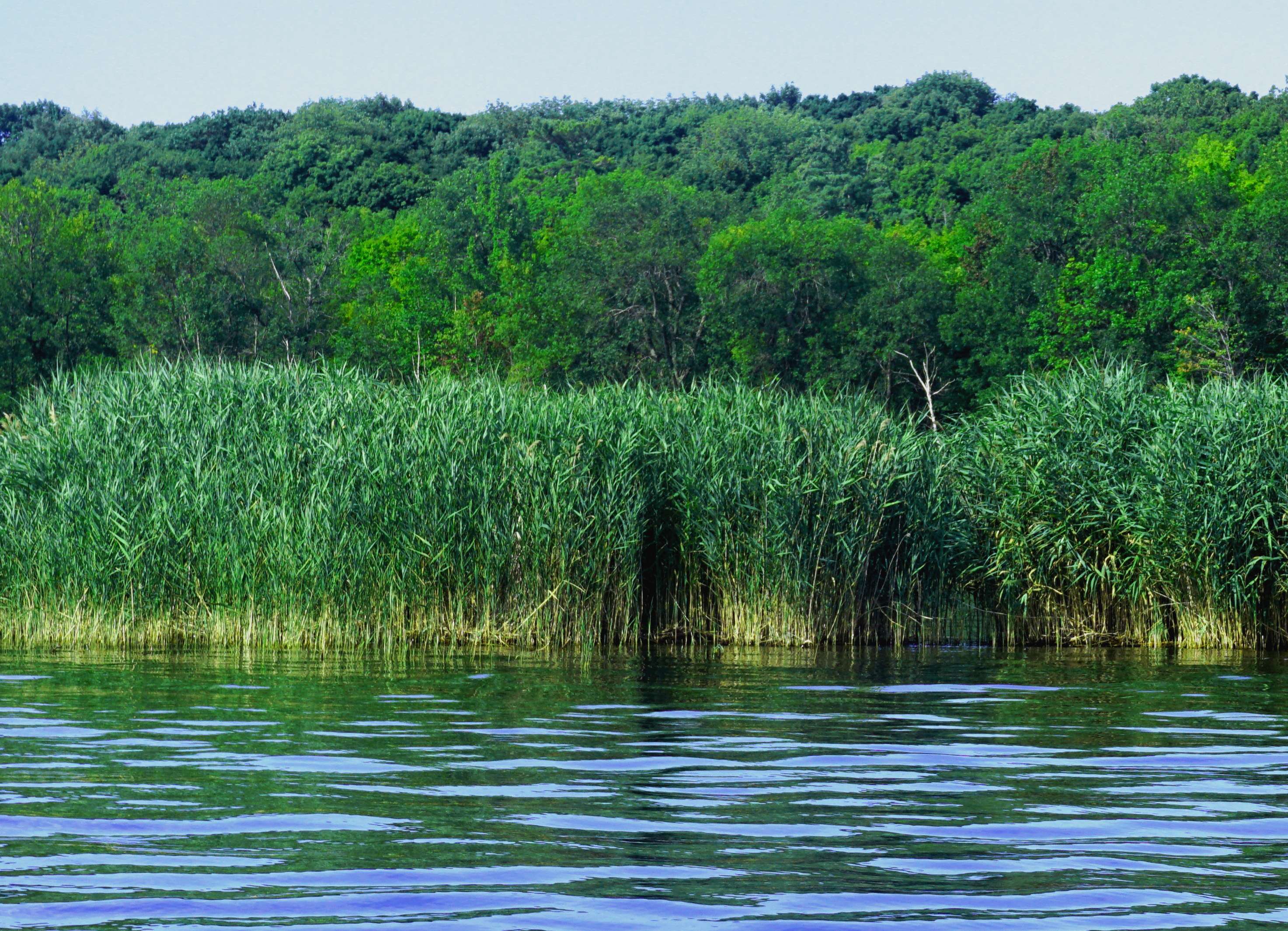 Kincardine and North Perth target invasive Phragmites with fall spraying