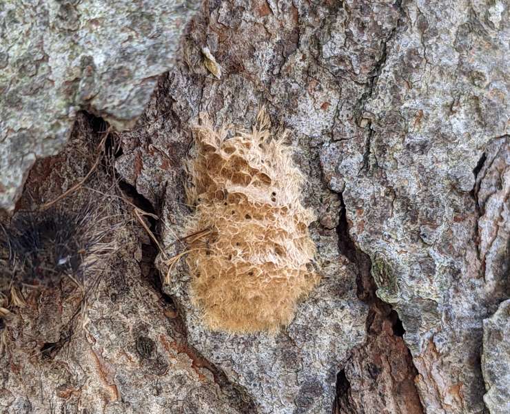 Spongy moth egg mass (Image from Invasive Species Centre)