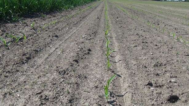 Ontario Field Crop Report