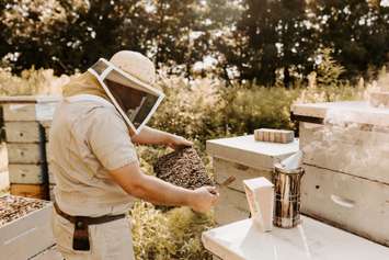 A beekeeper with Alvinston's Munro Honey and Meadery checks on the honeybee hives. Submitted photo.