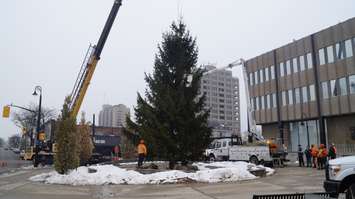 Workers erecting a Christmas tree at Sarnia City Hall. November 19, 2019. (BlackburnNews.com photo by Colin Gowdy)