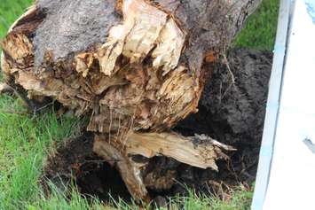 A tree is ripped from the ground near the EC Row Expressway and Central Avenue in Windsor after a tornado hit the area on August 24, 2016. (Photo by Ricardo Veneza)