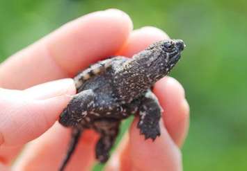 Turtle hatchling.  (Photo courtesy of  Ausable Bayfield Conservation Authority)