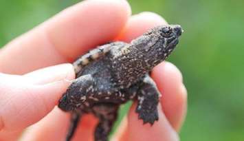 Turtle hatchling.  (Photo courtesy of  Ausable Bayfield Conservation Authority)