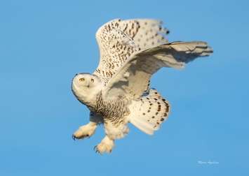 A Snowy Owl spotted near Sarnia's Chris Hadfield Airport.  December 2021.  (Photo courtesy of Mario Aquilina)